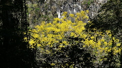 Roseodendron donnell-smithii