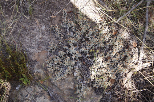 Image of Helichrysum tinctum by (c) Tony Rebelo, some rights reserved (CC BY-SA)