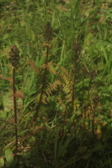 Pedicularis compacta