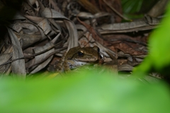 Polypedates leucomystax