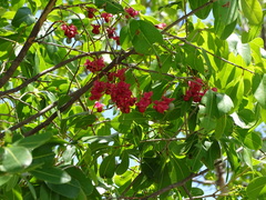 Ochna pulchra