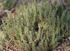 Lepidium oblongum