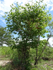 Ochna pulchra