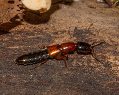 Xantholinus elegans