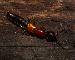 Xantholinus elegans