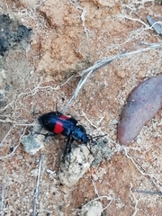 Astylus aulicus