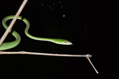 Ahaetulla mycterizans