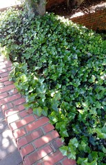 Hedera