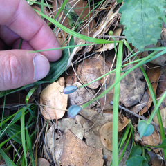 Calochortus umbellatus