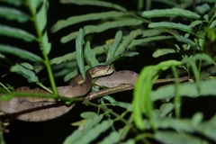 Pareas carinatus