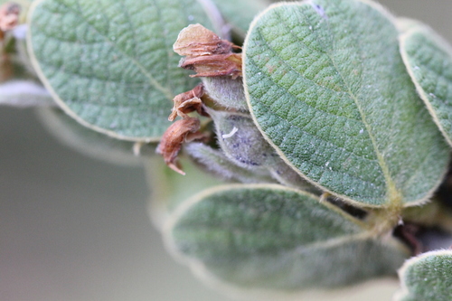 Phyllodium elegans, photograph 1
