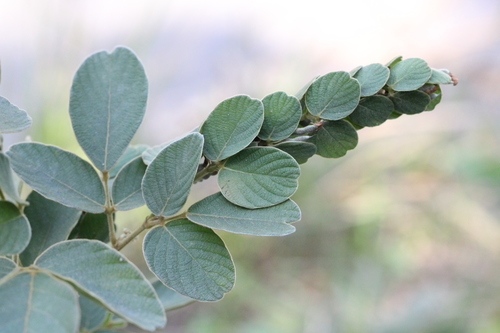 Phyllodium elegans, photograph 2