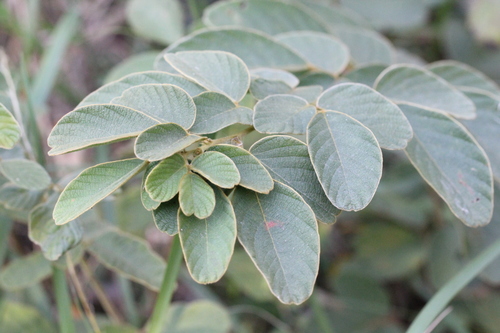 Phyllodium elegans, photograph 3