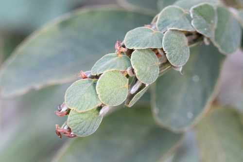 Phyllodium elegans, photograph 5