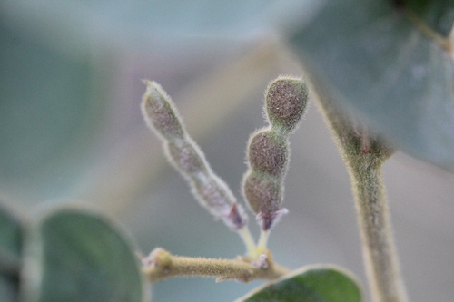 Phyllodium elegans, photograph 4