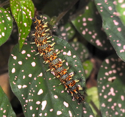Blue Admiral photo 5