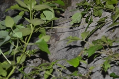 Gekko gecko