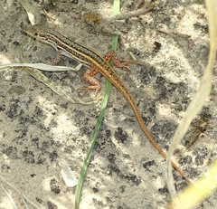Meroles squamulosus