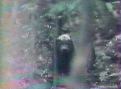 Mellivora capensis image