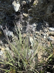 Elymus multisetus