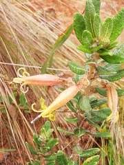 Siphocampylus columnae