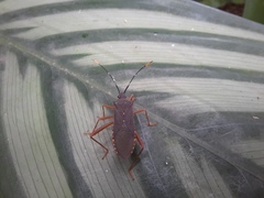 Leptoscelis elongator