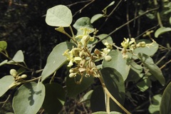 Capparicordis crotonoides