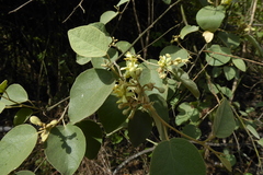 Capparicordis crotonoides