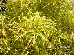 Melicope denhamii