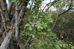 Pithecellobium excelsum