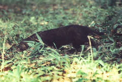 Mellivora capensis image