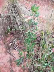 Siphocampylus columnae