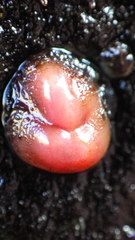 Cnemidocarpa finmarkiensis