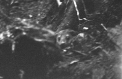 Mellivora capensis