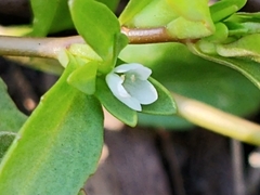 Valerianella locusta
