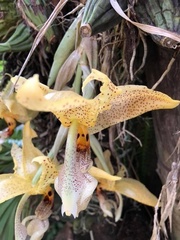 Stanhopea oculata