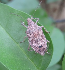 Eupaleopada concinna