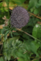 Sajanella monstrosa