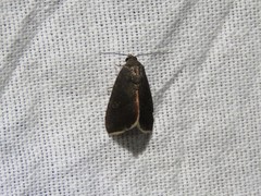 Micrathetis canifimbria