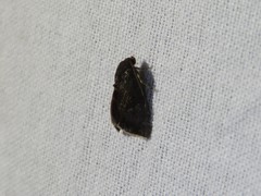 Micrathetis canifimbria