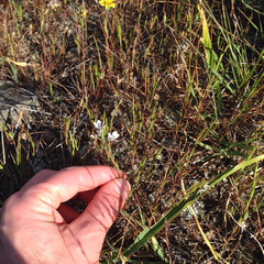 Hesperolinon congestum