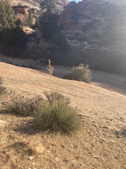 Yucca utahensis