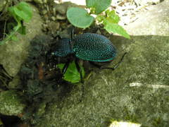 Carabus scabrosus