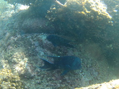 Neoniphon suborbitalis