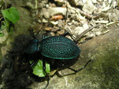 Carabus scabrosus