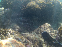 Neoniphon suborbitalis