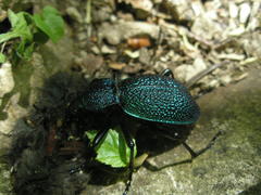 Carabus scabrosus