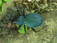 Carabus scabrosus
