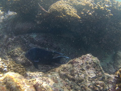 Neoniphon suborbitalis
