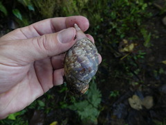 Porphyrobaphe irrorata